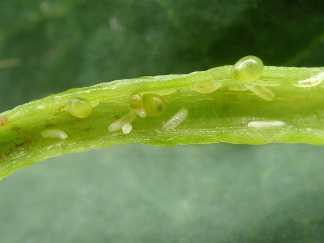 Dasineura napi (Larven)