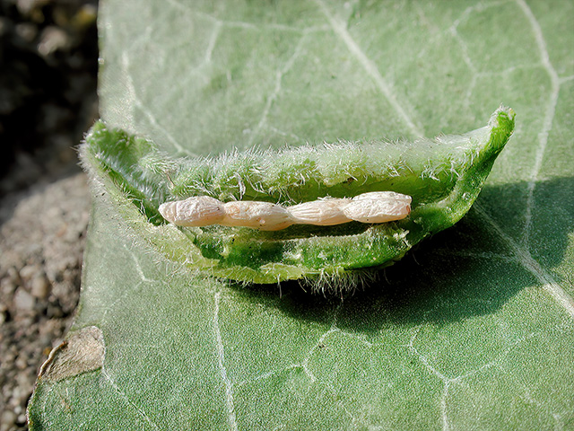 Dasineura odoratae (Kokons)