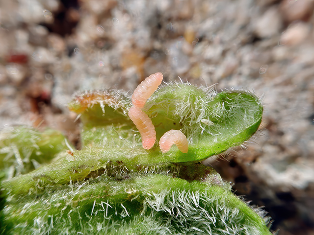Dasineura odoratae (Larven)