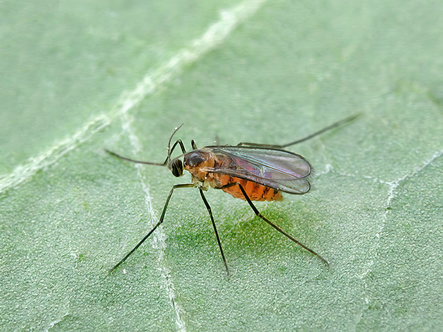 Dasineura odoratae
