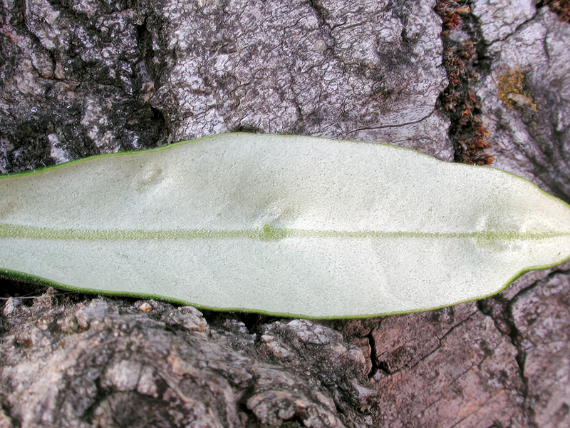 Dasineura oleae oder Lasioptera oleicola