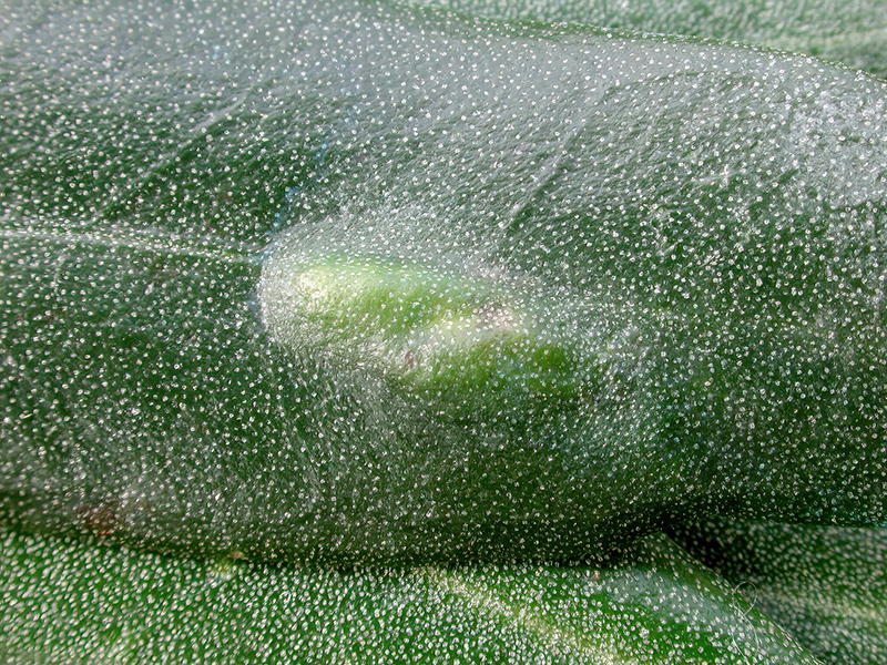 Dasineura oleae oder Lasioptera oleicola