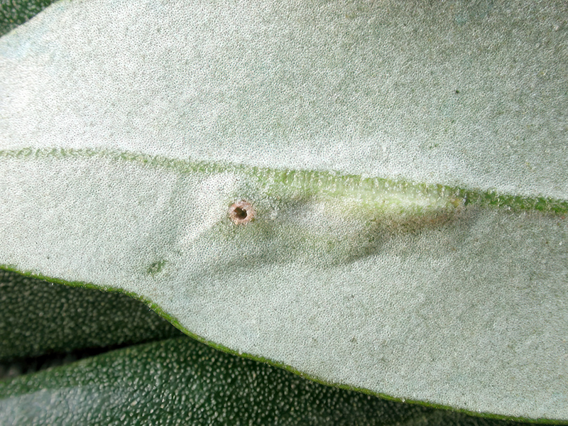 Dasineura oleae oder Lasioptera oleicola (Schlupfloch)