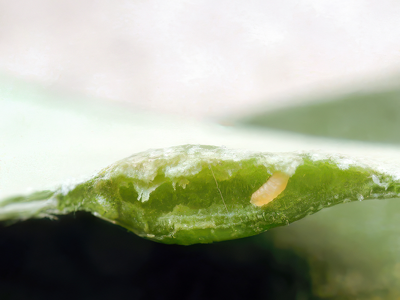 Dasineura oleae oder Lasioptera oleicola (Larve)