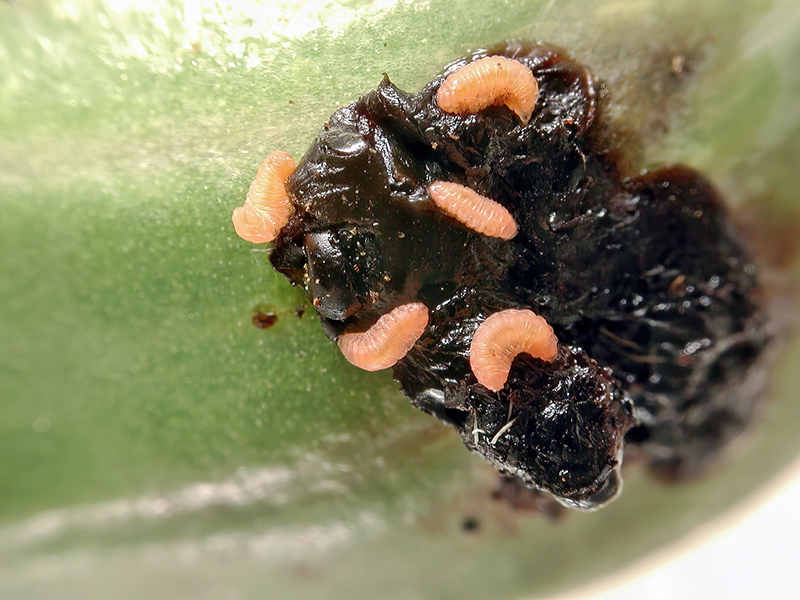 Dasineura papaveris (Larven)