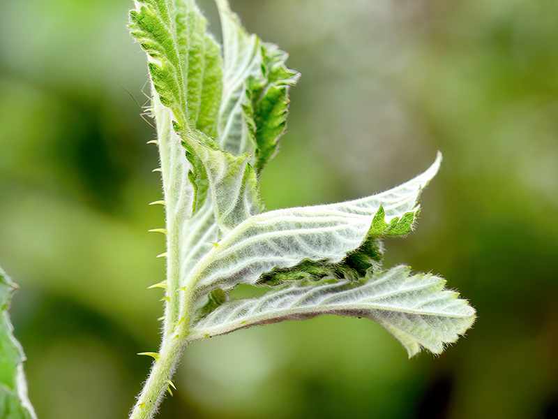 Dasineura plicatrix
