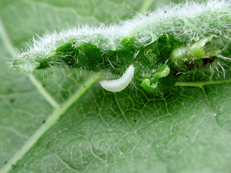 Dasineura populeti (Larve)