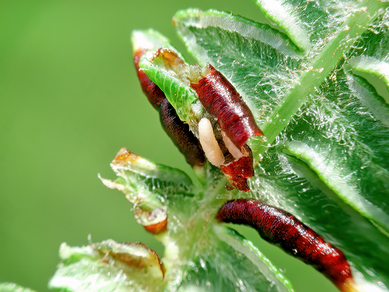 Dasineura pteridis (Larve)