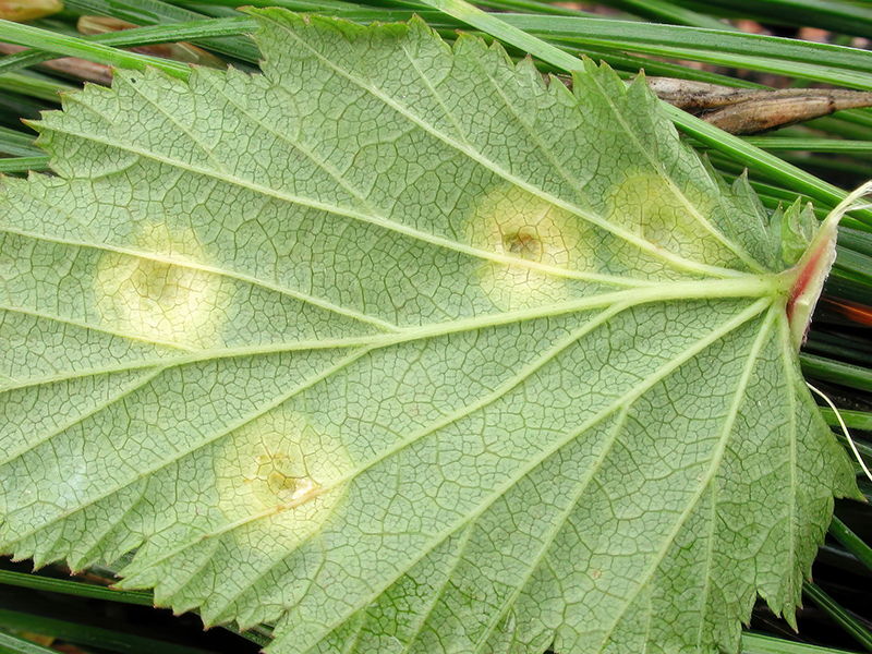 Dasineura pustulans