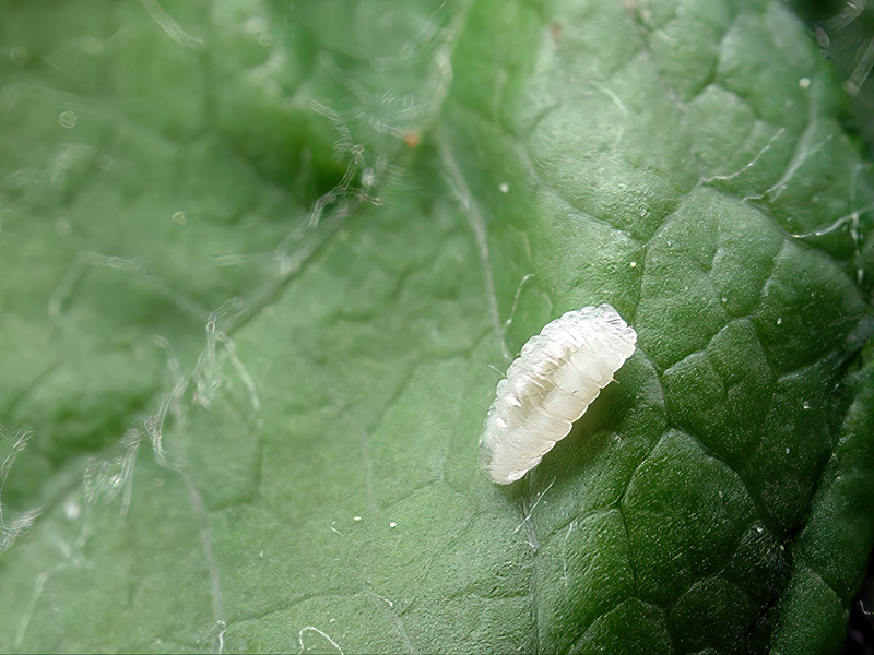 Dasineura pyri (Larve)