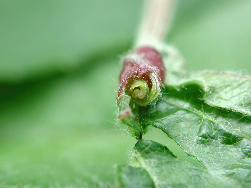 Dasineura pyri (Larven)