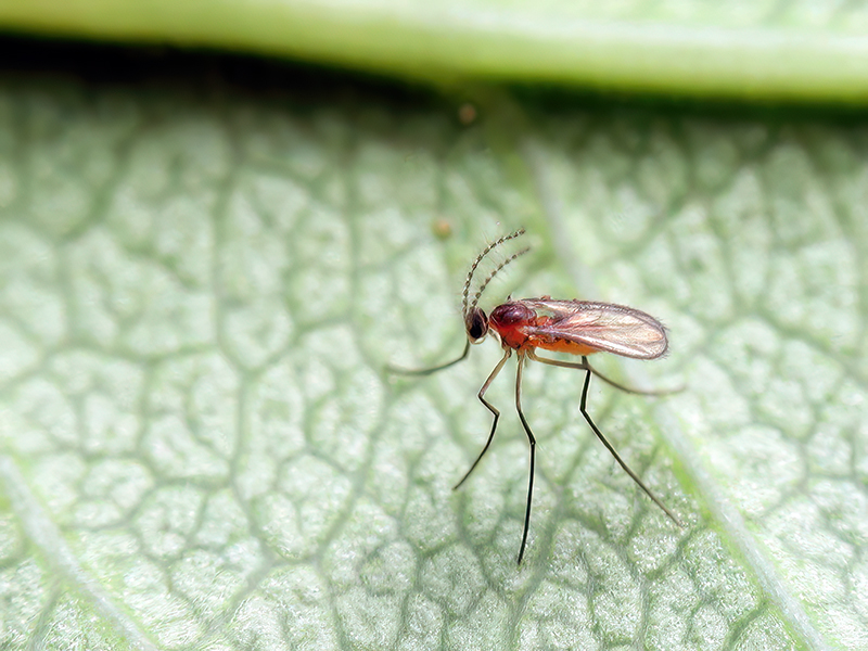 Dasineura ranunculi (Adult)