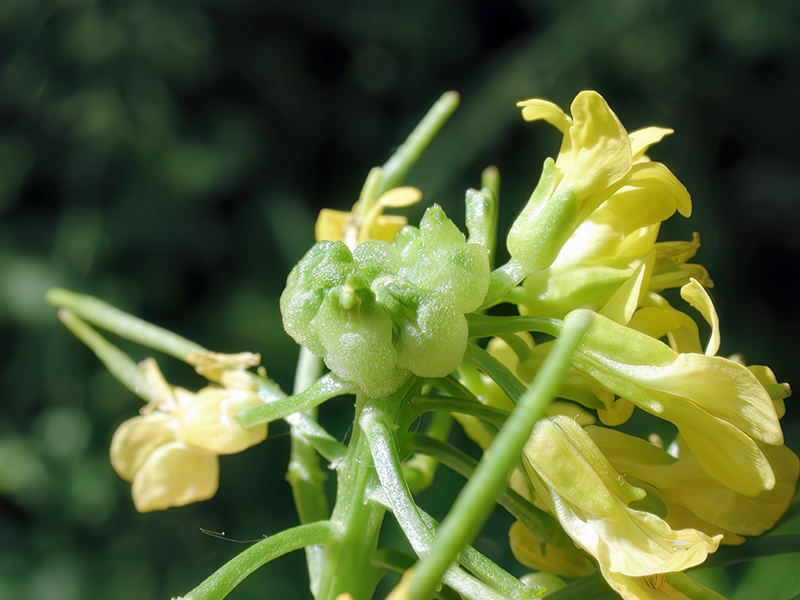 Dasineura sisymbrii