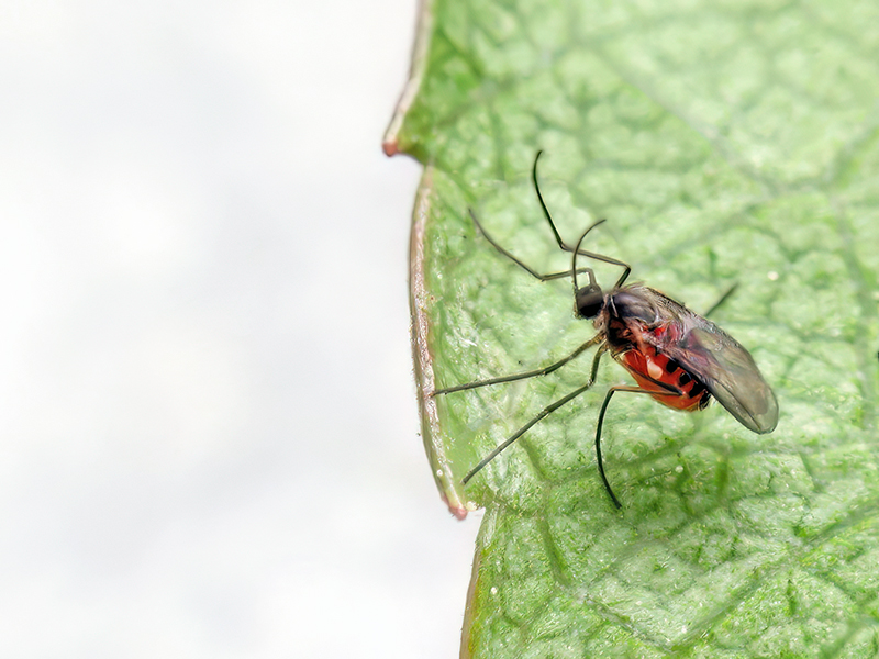 Dasineura sisymbrii (frisch geschlüpfte Gallmücke)