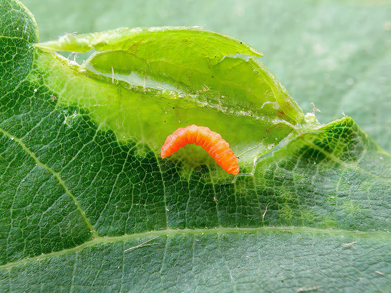 Dasineura tiliae (Larve)