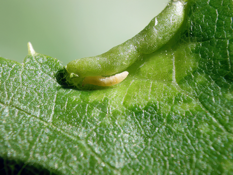 Dasineura tiliae (Junge Larve)