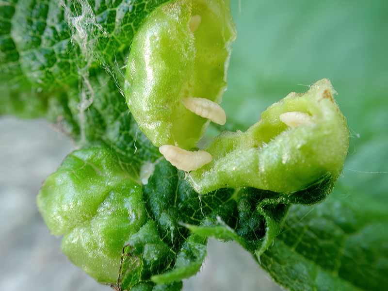 Dasineura urticae (Larven)