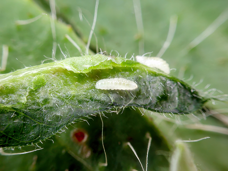 Dasineura viciae (Larve)