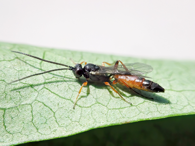Diadromus pulchellus