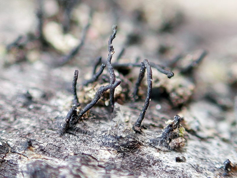 Diaporthe velata