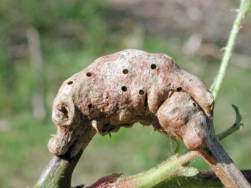 Diastrophus rubi (alte Galle)