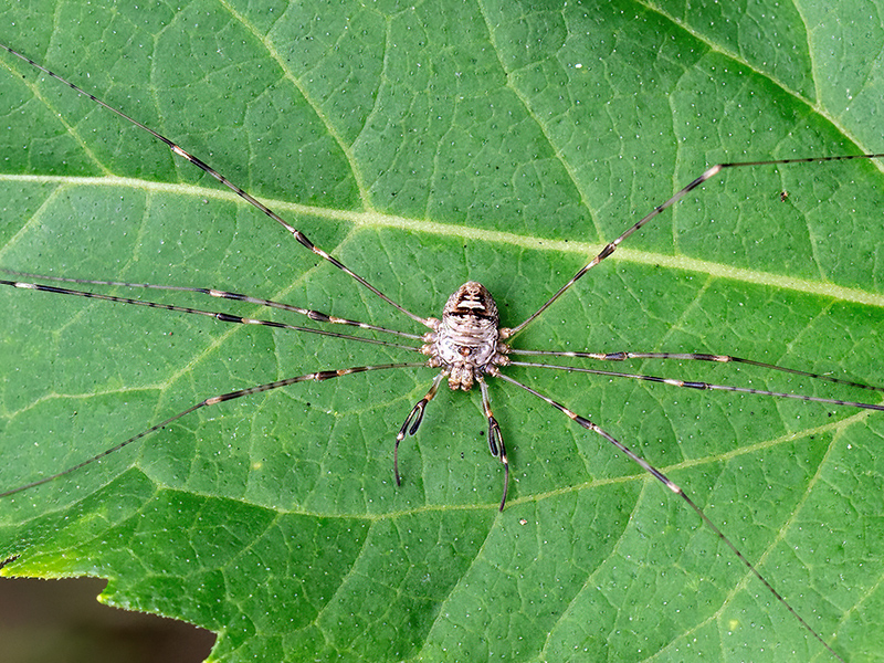 Dicranopalpus ramosus (Weibchen)