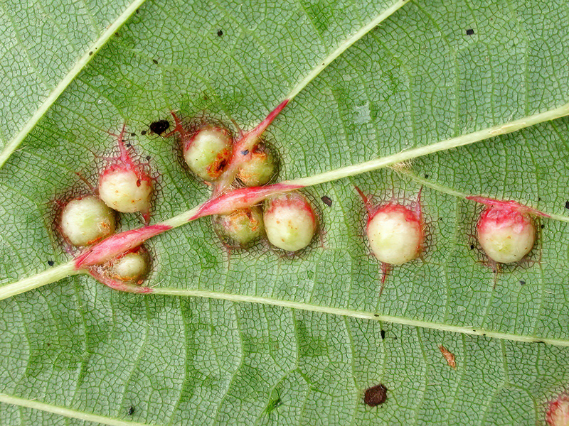 Didymomyia tiliacea