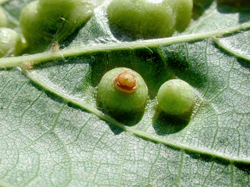 Didymomyia tiliacea