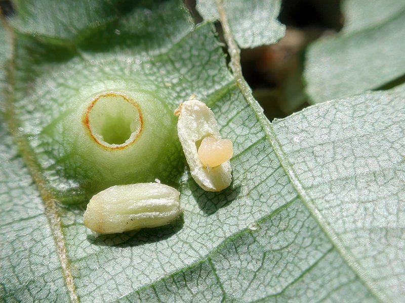 Didymomyia tiliacea (Larve)