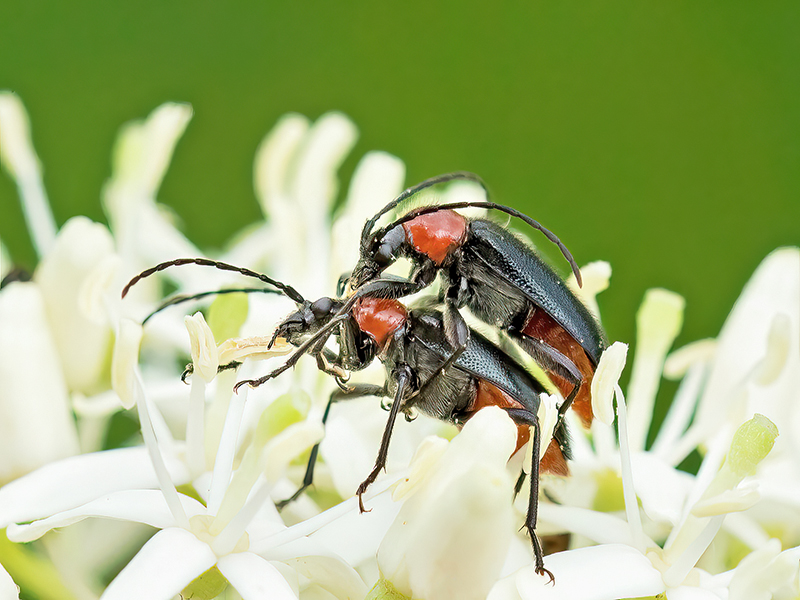 Dinoptera collari (Paarung)