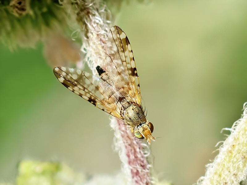 Dioxyna bidentis (Weibchen)