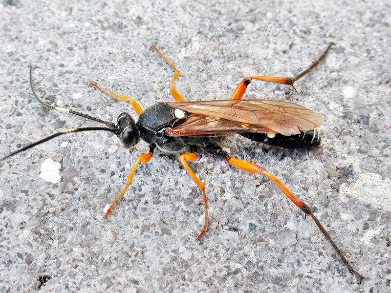 Diphyus quadripunctorius (Weibchen)