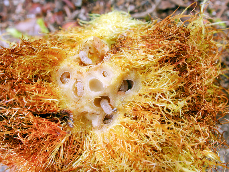 Diplolepis rosae (Larven)