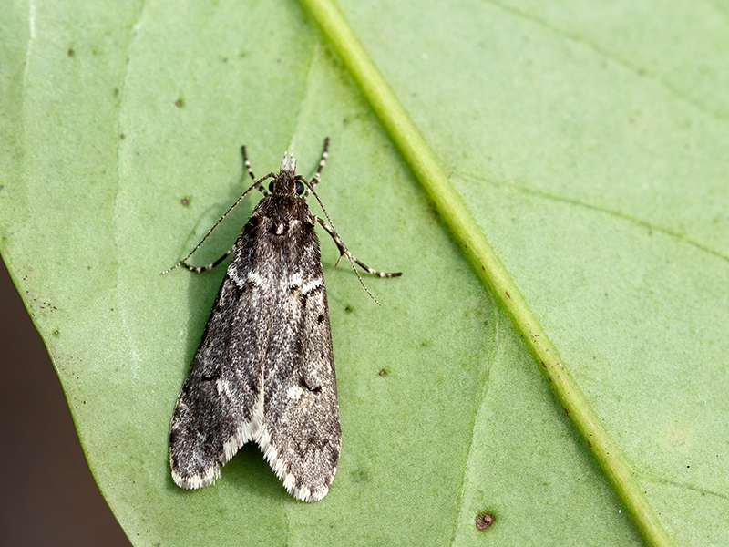 Diurnea fagella (Männchen)