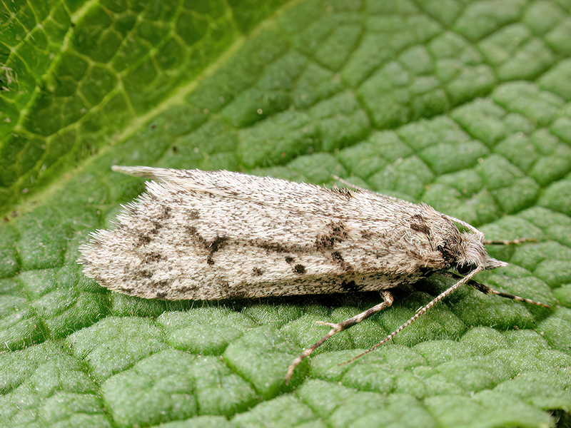 Diurnea fagella (Männchen)