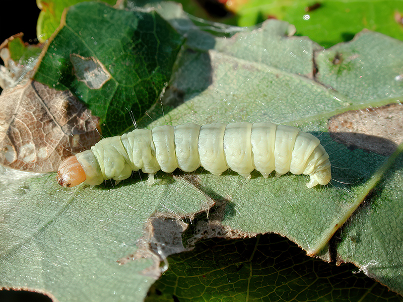 Diurnea fagella (Raupe)