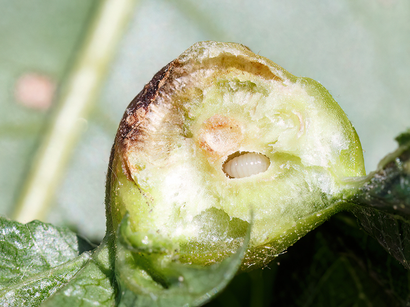 Dryocosmus kuriphilus (Larve)