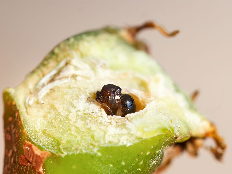 Dryocosmus kuriphilus (Puppe)