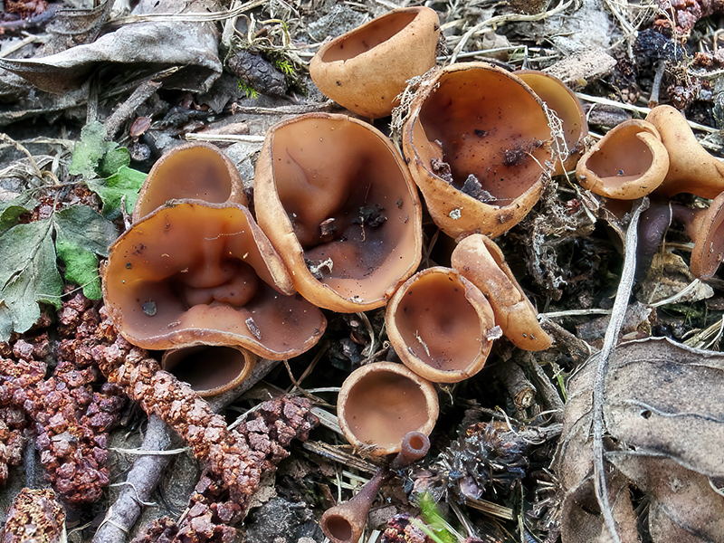Dumontinia tuberosa