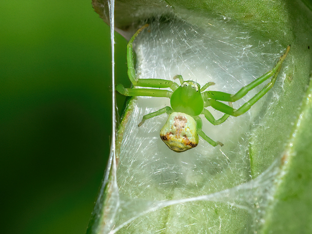 Ebrechtella tricuspidata