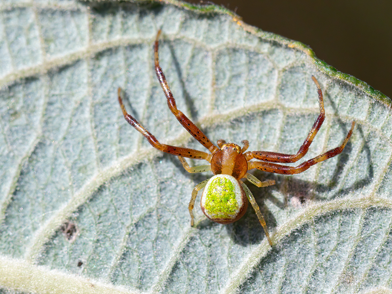 Ebrechtella tricuspidata (Männchen)