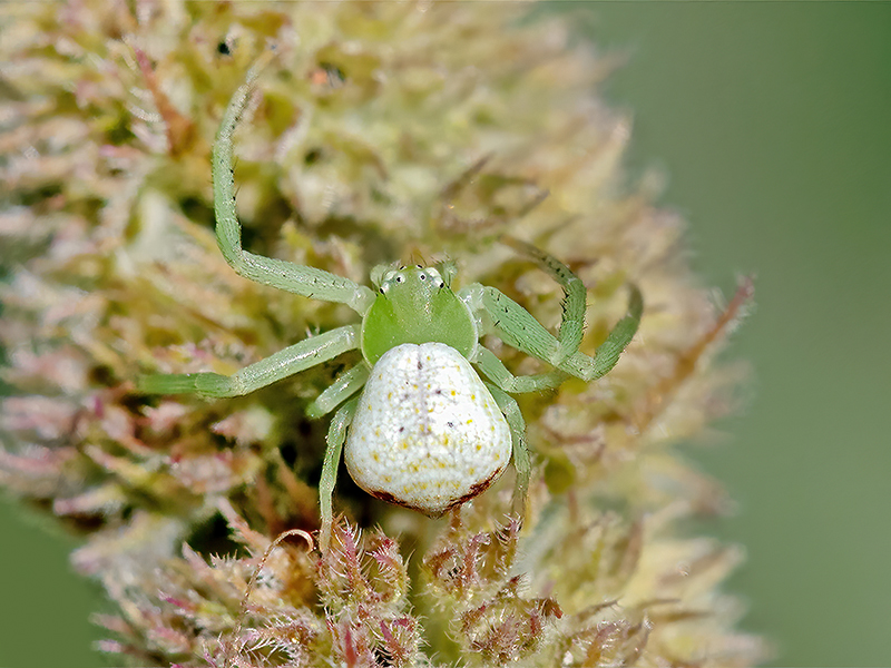 Ebrechtella tricuspidata (Weibchen)