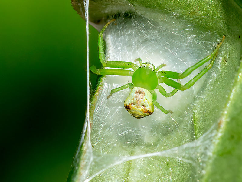 Ebrechtella tricuspidata (Weibchen)