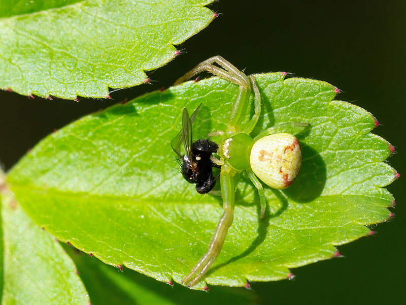 Ebrechtella tricuspidata (Weibchen mit Beute)
