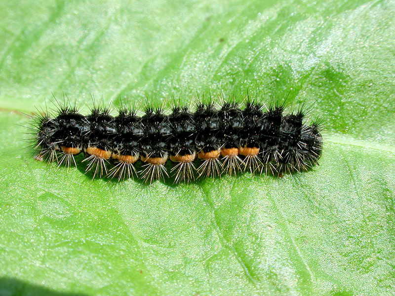Eilema lurideola (Raupe)