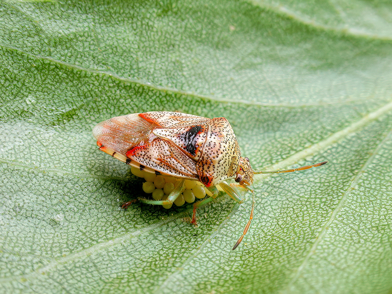 Elasmucha grisea