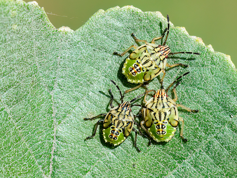Elasmucha grisea (Nymphe - Stadium L5)