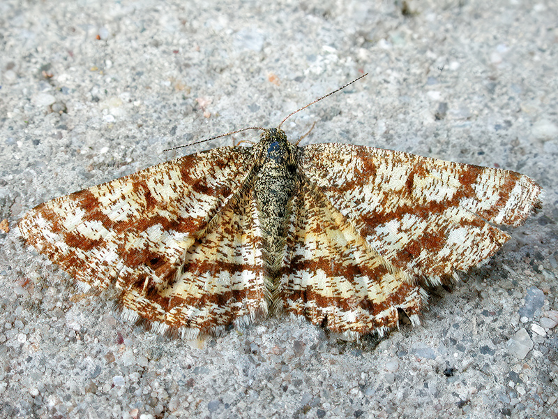 Ematurga atomaria (Weibchen)