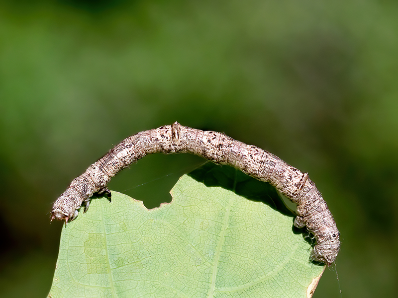 Ennomos quercinaria (Raupe)