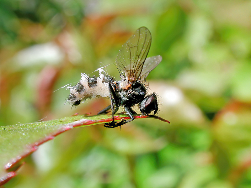 Entomophthora muscae